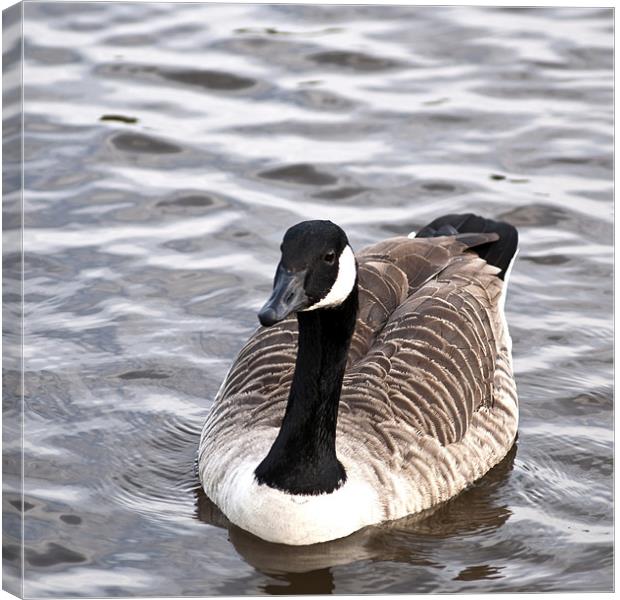 Canada Goose Branta Canadensis Canvas Print by Steve Purnell