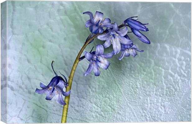 Bluebell with texture Canvas Print by Steve Purnell