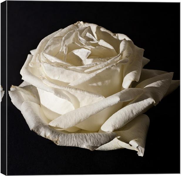 White Rose, Silver Anniversary Canvas Print by Steve Purnell