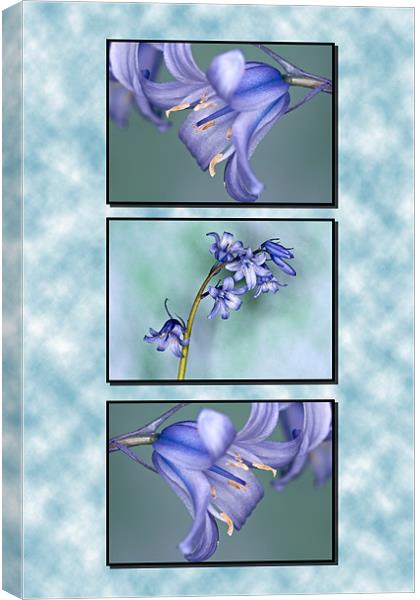 Bluebells Triptych Canvas Print by Steve Purnell