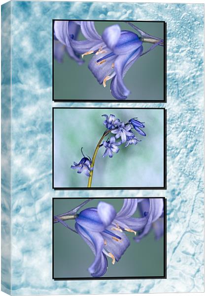 Bluebells Triptych Textured Background Canvas Print by Steve Purnell