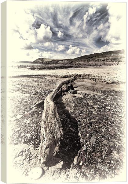 Driftwood Canvas Print by Steve Purnell