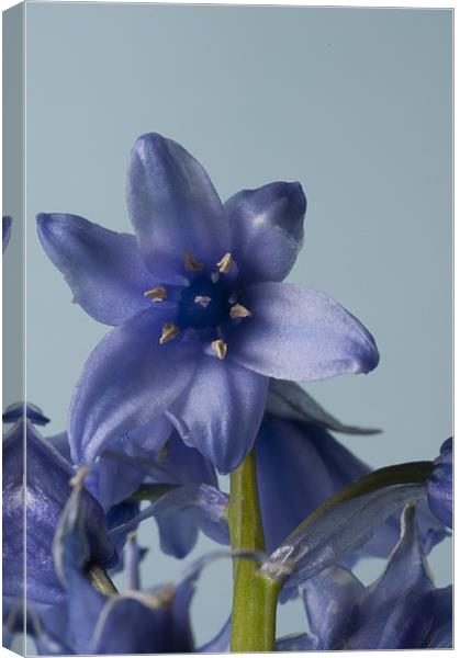 Bluebell Macro Canvas Print by Steve Purnell