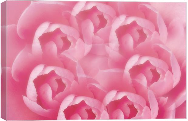 Pink Camellia 7 Canvas Print by Steve Purnell