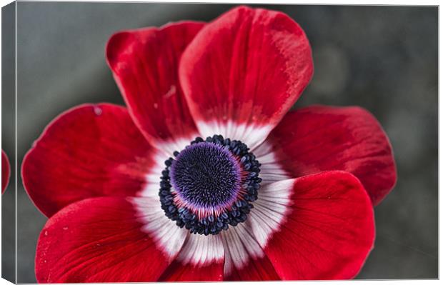 Red and White Poppy Canvas Print by Steve Purnell