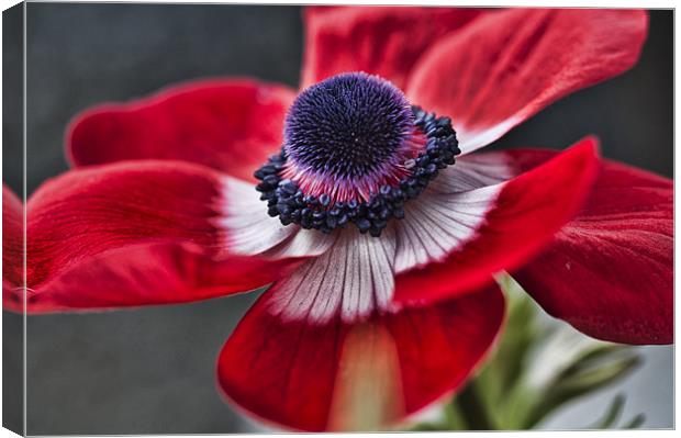 Red and White Poppy 2 Canvas Print by Steve Purnell