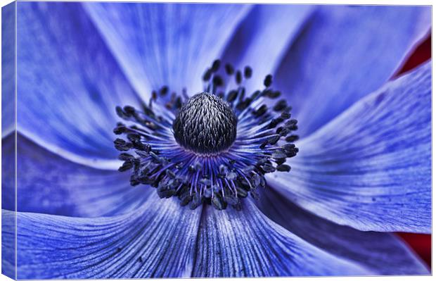 Blue Purple Poppy 2 Canvas Print by Steve Purnell