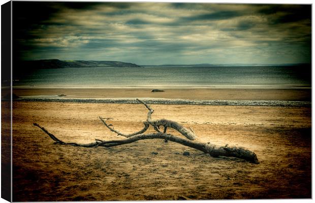 Driftwood 2 Canvas Print by Steve Purnell