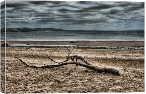 Driftwood 3 Canvas Print by Steve Purnell