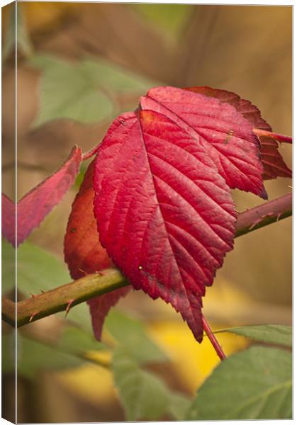 Autumn Leaves Canvas Print by Steve Purnell