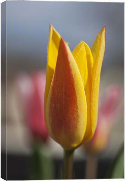 Red and YellowTulip Canvas Print by Steve Purnell