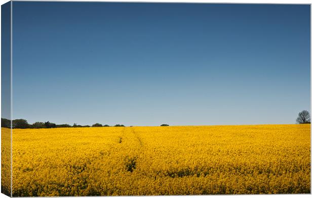 Field of Gold Canvas Print by Steve Purnell