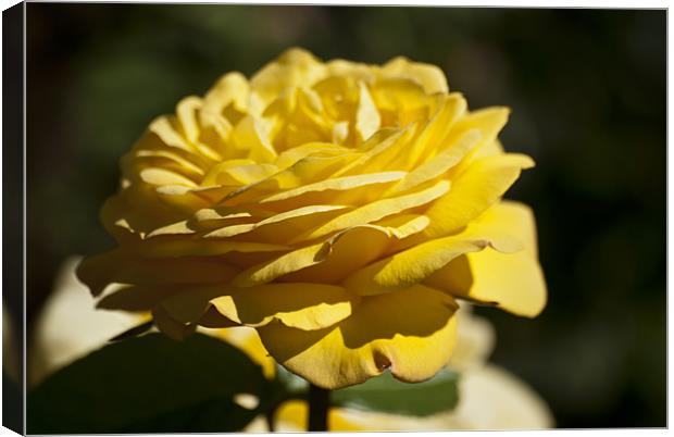 Yellow Rose Canvas Print by Steve Purnell