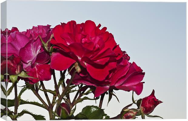 Red Roses 2 Canvas Print by Steve Purnell