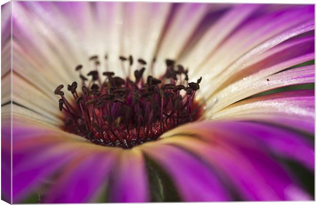Mesembryanthemum 4 Canvas Print by Steve Purnell