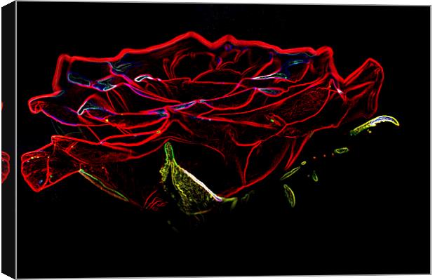Glowing Red Rose Canvas Print by Steve Purnell
