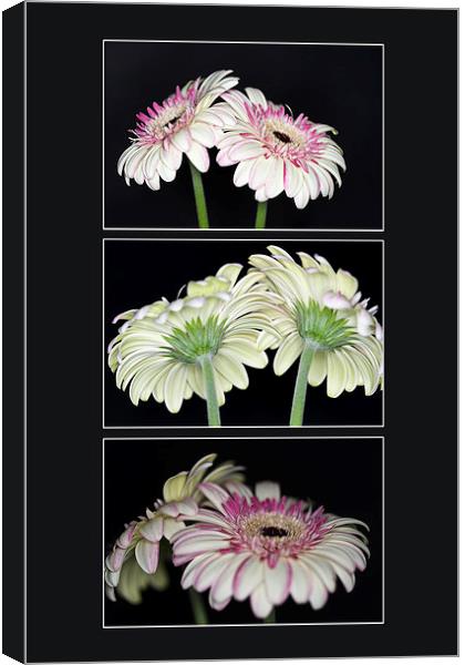 Pink and White Gerbera Triptych Canvas Print by Steve Purnell