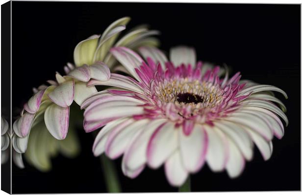 Pink and White Gerbera 1 Canvas Print by Steve Purnell