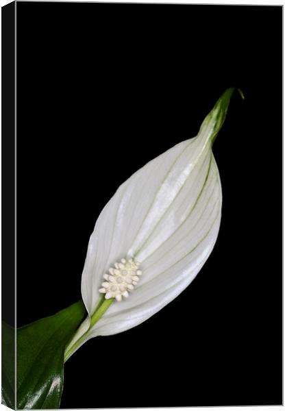 Peace Lily 2 Canvas Print by Steve Purnell