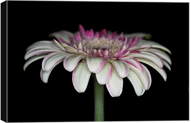 Pink And White Gerbera 4 Canvas Print by Steve Purnell