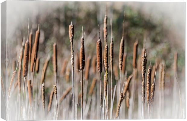 Bulrushes Canvas Print by Steve Purnell