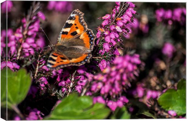 Small Tortoiseshell Butterfly Canvas Print by Steve Purnell