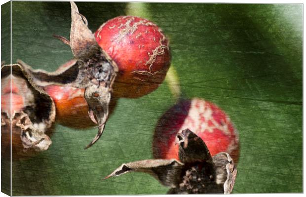 Rose Hips Canvas Print by Steve Purnell