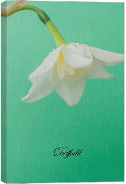 Daffodil On Green Canvas Print by Steve Purnell