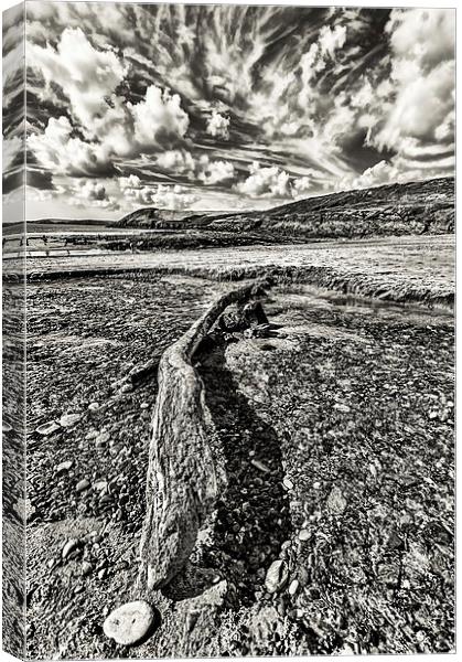 Driftwood Mono Canvas Print by Steve Purnell