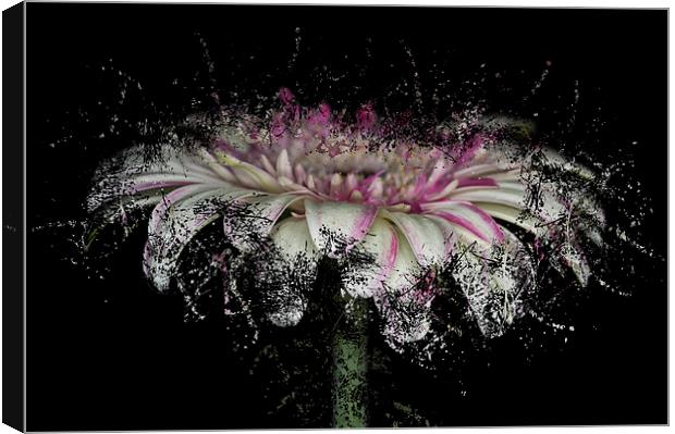 Fractured Gerbera Canvas Print by Steve Purnell