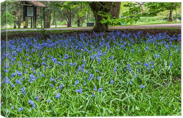 Bute Park Bluebells Canvas Print by Steve Purnell