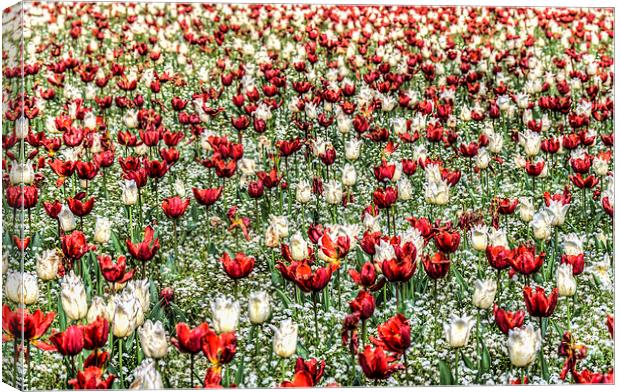 Red And White Canvas Print by Steve Purnell