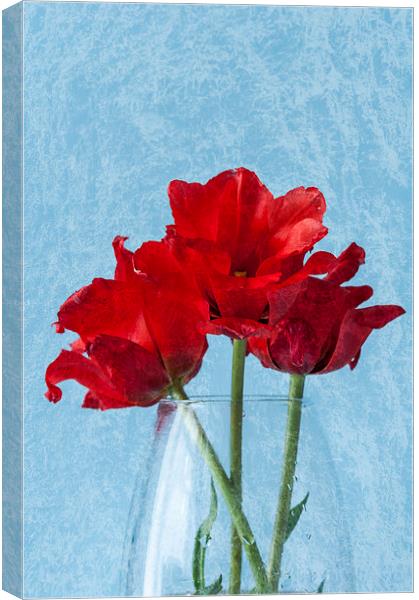 Tulips 2 Canvas Print by Steve Purnell