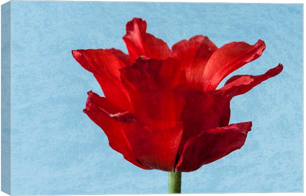 Tulip Canvas Print by Steve Purnell