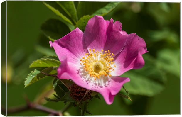 Dog Rose Canvas Print by Steve Purnell