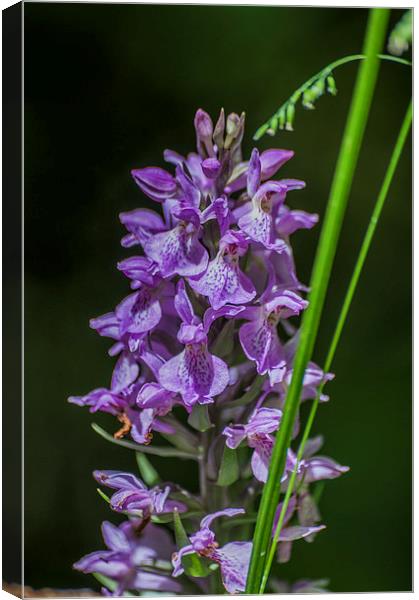 Common Spotted Orchid Canvas Print by Steve Purnell