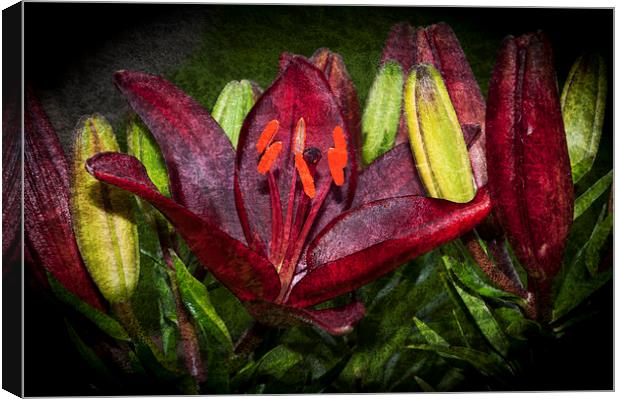 Red Lily 5 Canvas Print by Steve Purnell