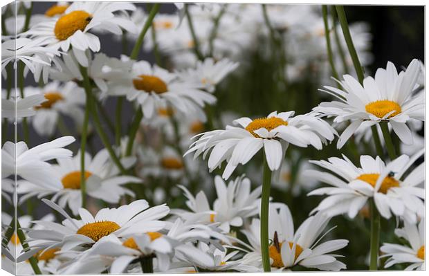 Oxeye Daisies Canvas Print by Steve Purnell