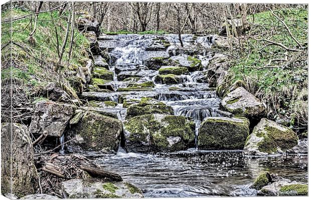 Little Gem 1 Canvas Print by Steve Purnell