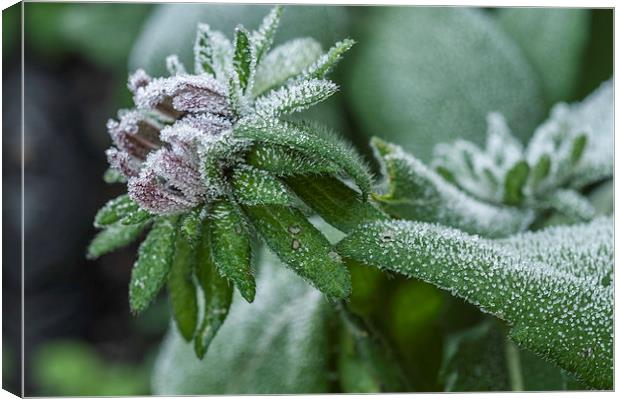 First Frost Canvas Print by Steve Purnell