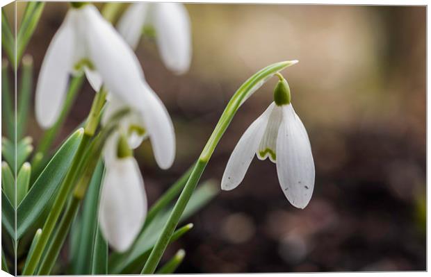 Snowdrops Canvas Print by Steve Purnell