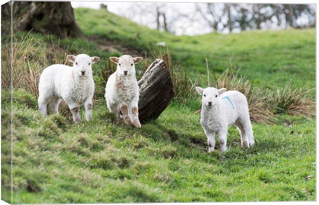 Three Little Lambs Canvas Print by Steve Purnell