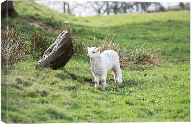 Spring Lamb Canvas Print by Steve Purnell