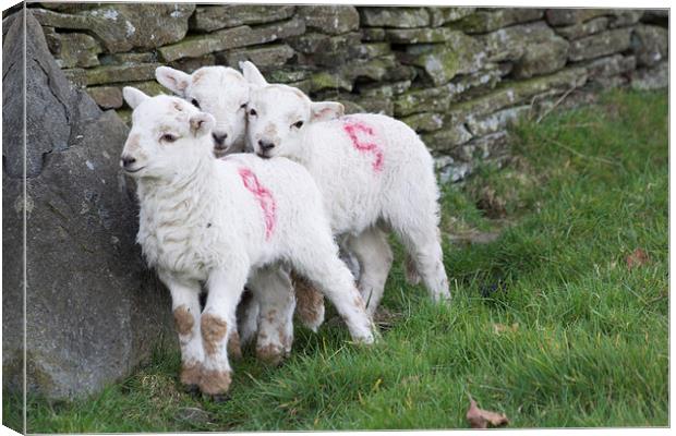Spring Lambs 2 Canvas Print by Steve Purnell