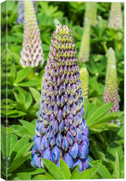 Blue Lupin Canvas Print by Steve Purnell