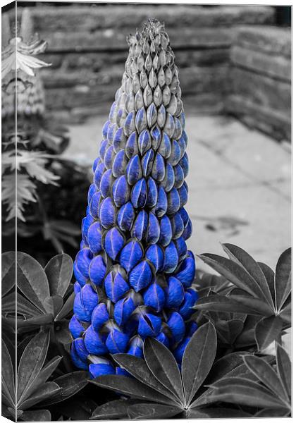 Blue Lupin Colour Pop Canvas Print by Steve Purnell
