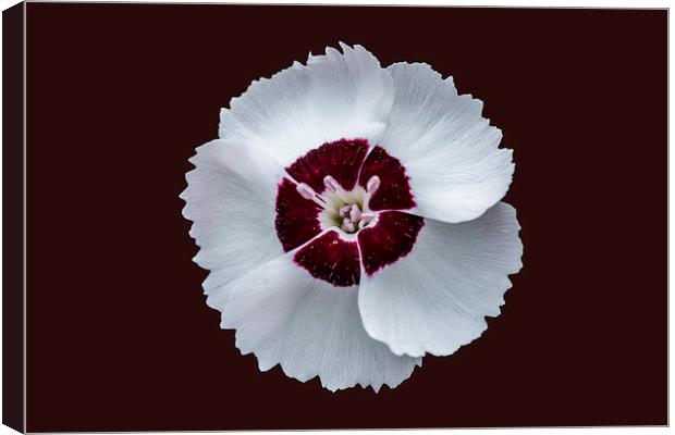 Dainty Dame Canvas Print by Steve Purnell