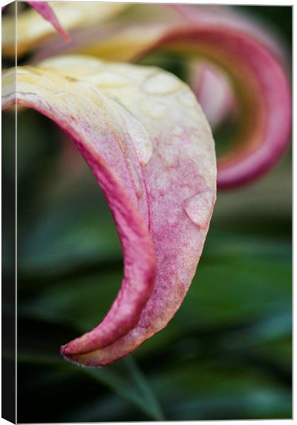Lily Petal Canvas Print by Steve Purnell