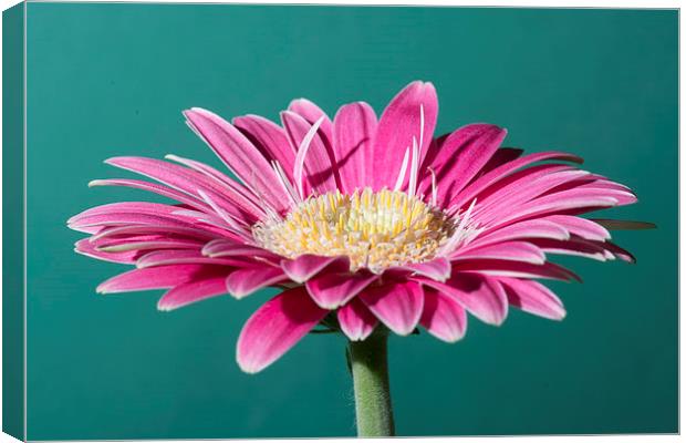 Pink Gerbera On Green Canvas Print by Steve Purnell