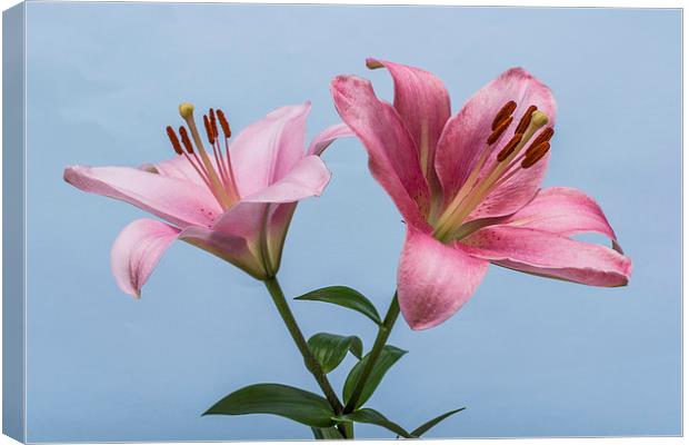 Pink Lilies 4 Canvas Print by Steve Purnell